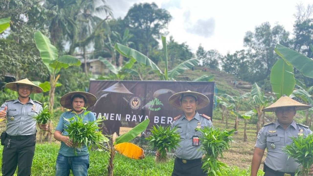 Lembaga Pemasyarakatan Tarakan berhasil panen raya sayuran dari lahan Sarana Asimilasi dan Edukasi (SAE), melibatkan warga binaan dan mendukung program ketahanan pangan nasional.