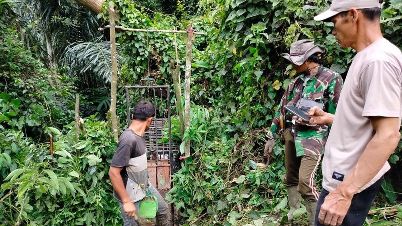 Balai Konservasi Sumber Daya Alam (BKSDA) Sumatera Barat memasang kandang jebak untuk menangkap harimau sumatera yang telah memangsa kerbau warga di Agam dan mencegah konflik lebih lanjut.