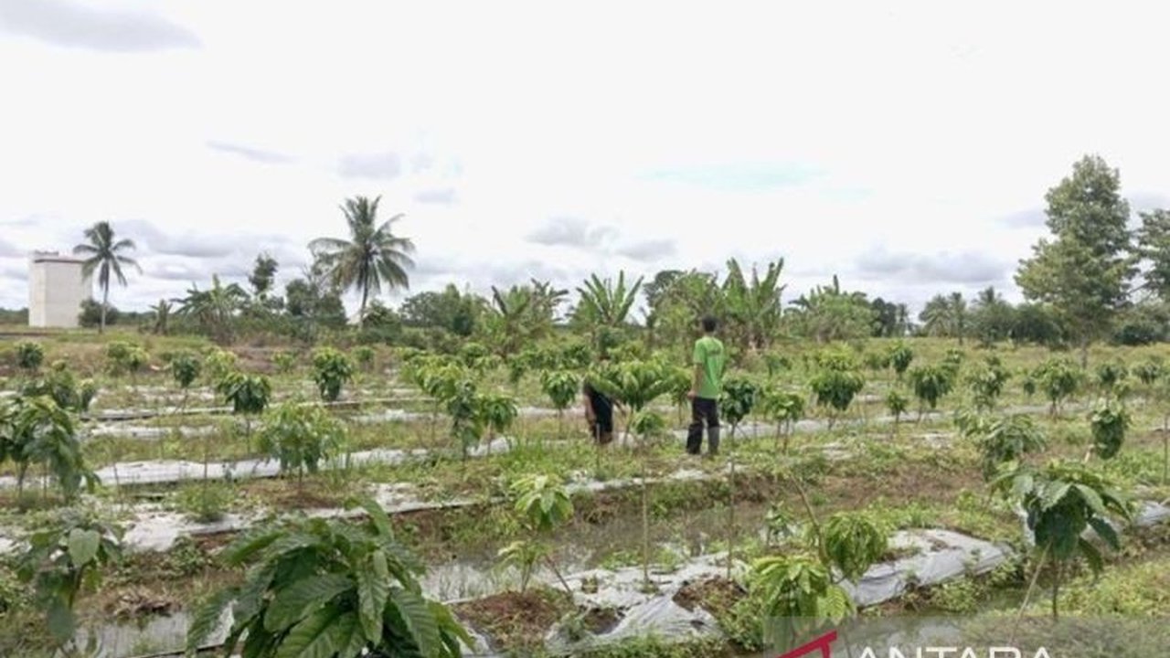 Petani di Desa Hiyung, Tapin, Kalimantan Selatan berhasil mengembangkan kopi robusta di lahan rawa, membuka peluang diversifikasi pertanian dan meningkatkan perekonomian lokal.