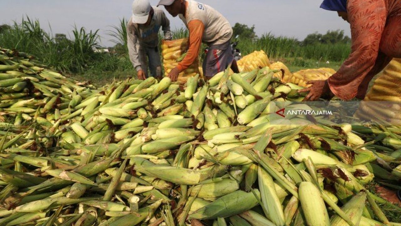 BRIN meluncurkan Indeks Daya Saing Daerah (IDSD) 2024 untuk mendukung kebijakan pembangunan berbasis bukti dan mendorong peningkatan daya saing daerah di seluruh Indonesia.