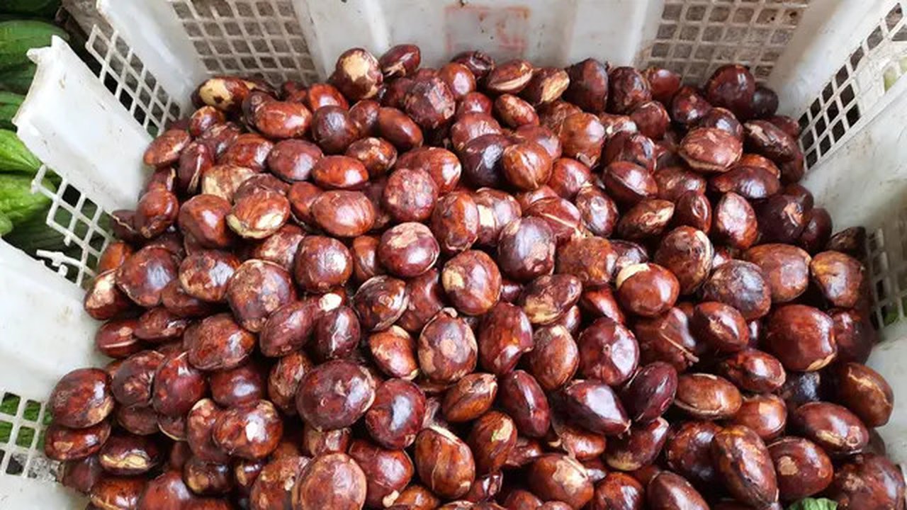 Ilustrasi jengkol. (Image by Andry Hariana from Pixabay)