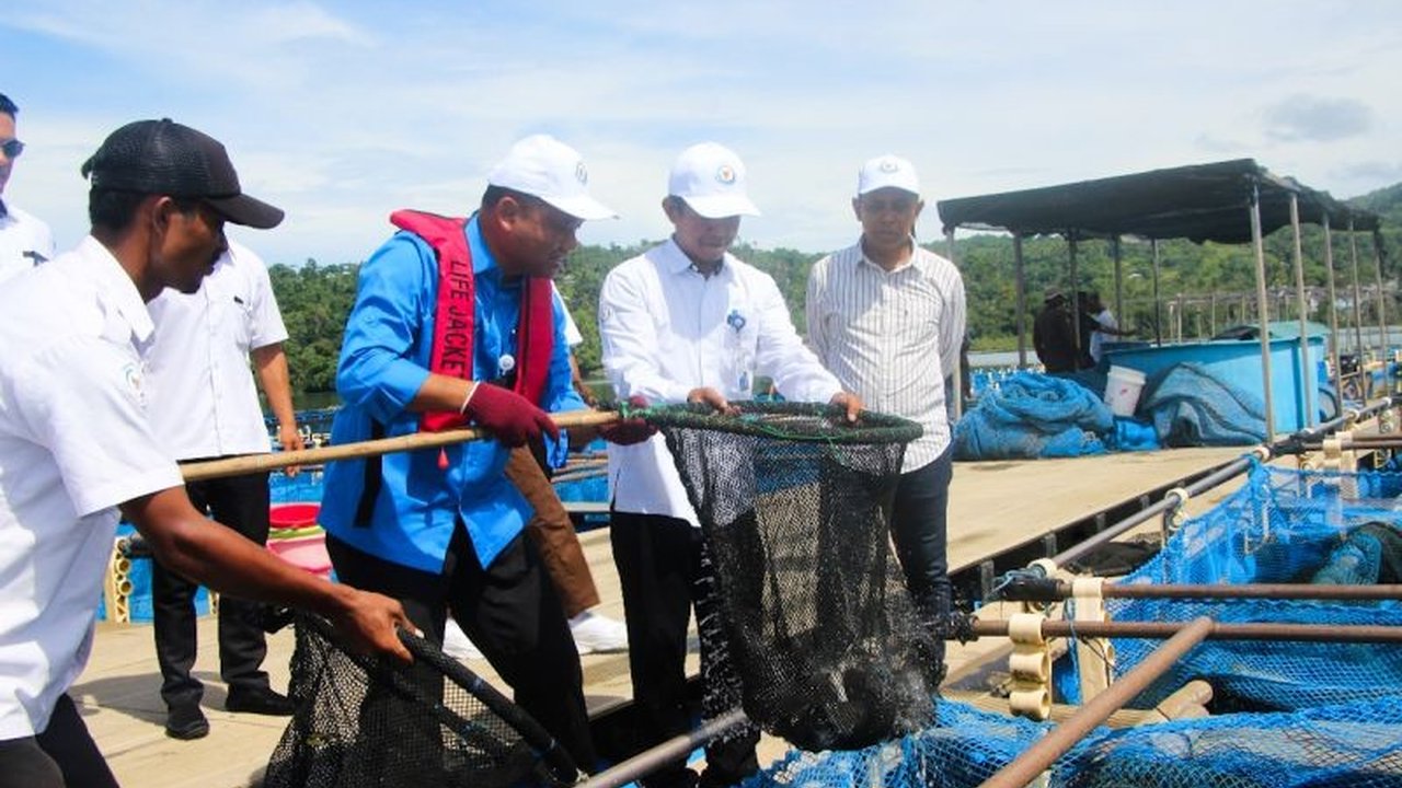 Kementerian Kelautan dan Perikanan (KKP) memastikan ketersediaan ikan kakap putih di Ambon aman hingga Lebaran 2025, hasil dari pengembangan budidaya perikanan yang berkelanjutan.