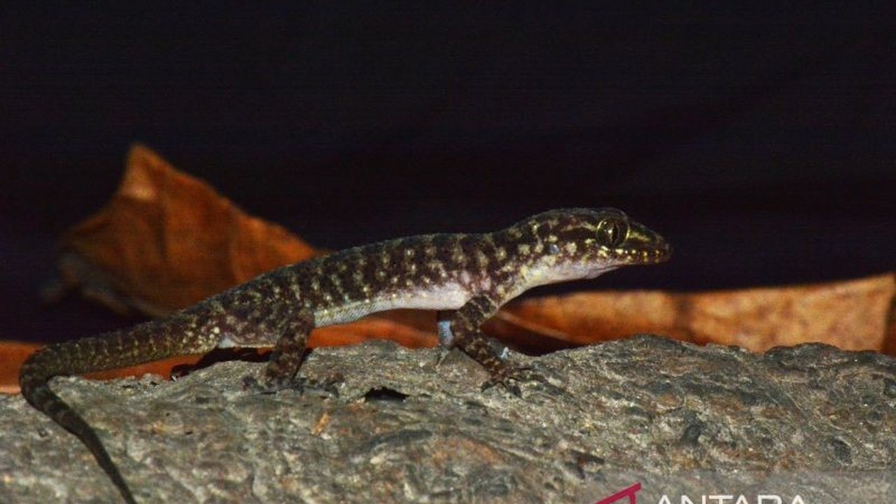 Tim peneliti BRIN menemukan spesies baru Cecak Jarilengkung di Jawa Timur, diberi nama Cyrtodactylus pecelmadiun, yang ditemukan di lingkungan dekat pemukiman penduduk.