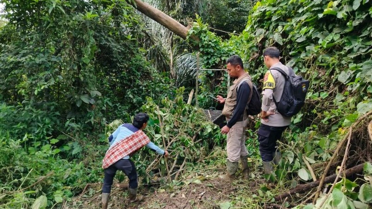 BKSDA Sumatera Barat berhasil menangkap seekor Harimau Sumatera yang mengalami cacat di kaki depan di Kabupaten Agam dan akan segera dievakuasi untuk diobservasi.