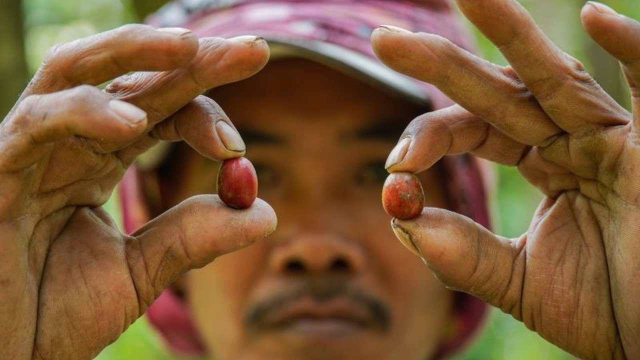 Kementerian Pariwisata mengungkap potensi besar wisata kopi Indonesia yang menawarkan pengalaman autentik, didukung prestasi internasional dan inisiatif pengembangan lokal.