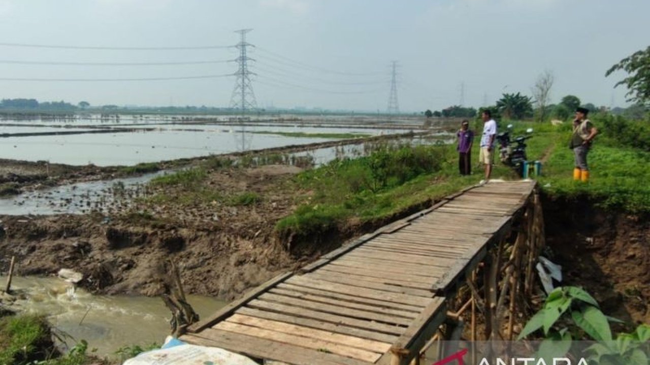 Banjir Bekasi: 43,8 Ton Benih Padi Siap Salurkan untuk Petani Terdampak