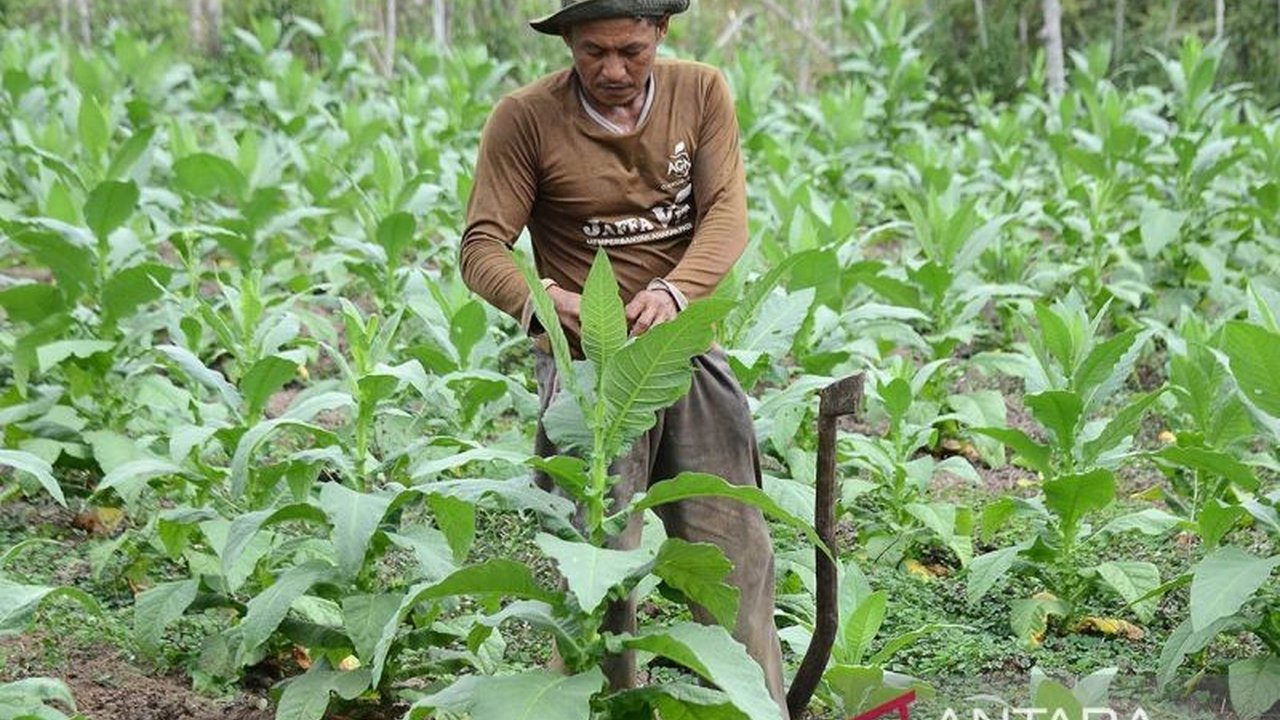 Petani tembakau Aceh antusias menyambut rencana pembangunan pabrik rokok di Aceh, berharap dapat menyerap hasil panen dan membuka lapangan kerja.