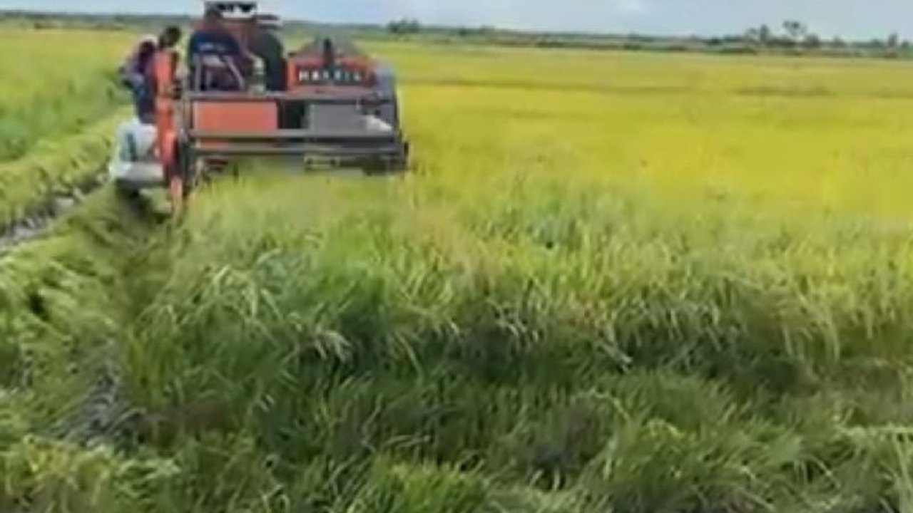 Papua Selatan Sukses Buka 30 Ribu Hektare Lahan Persawahan, Target Lumbung Padi Terwujud?