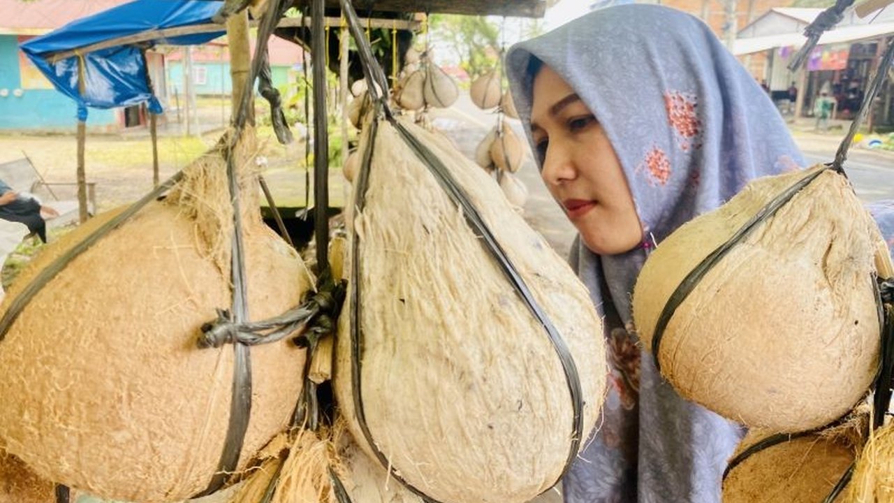 Produksi Kelapa Dalam Aceh Barat Capai 1.293,57 Ton per Tahun