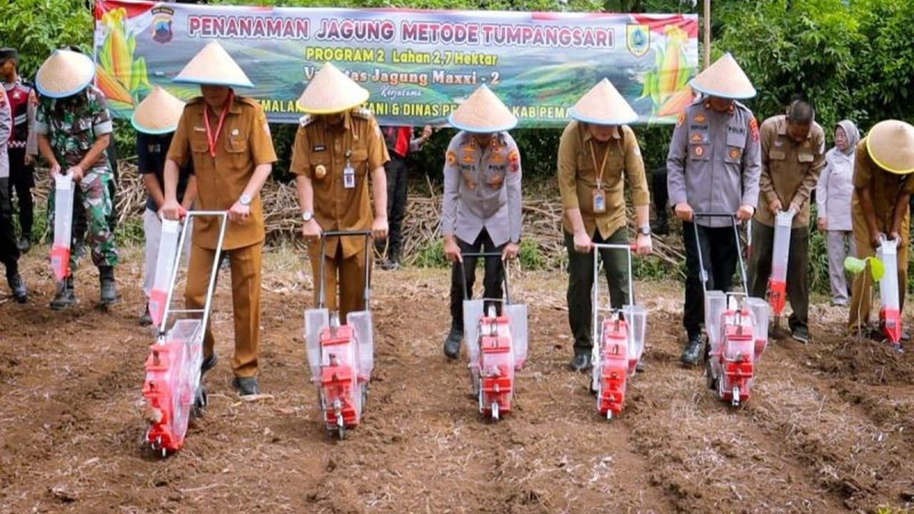 Polres Pemalang bersama Dinas Pertanian dan Perhutani Pemalang tanam jagung sistem tumpang sari seluas 2,7 hektare untuk dukung ketahanan pangan nasional.