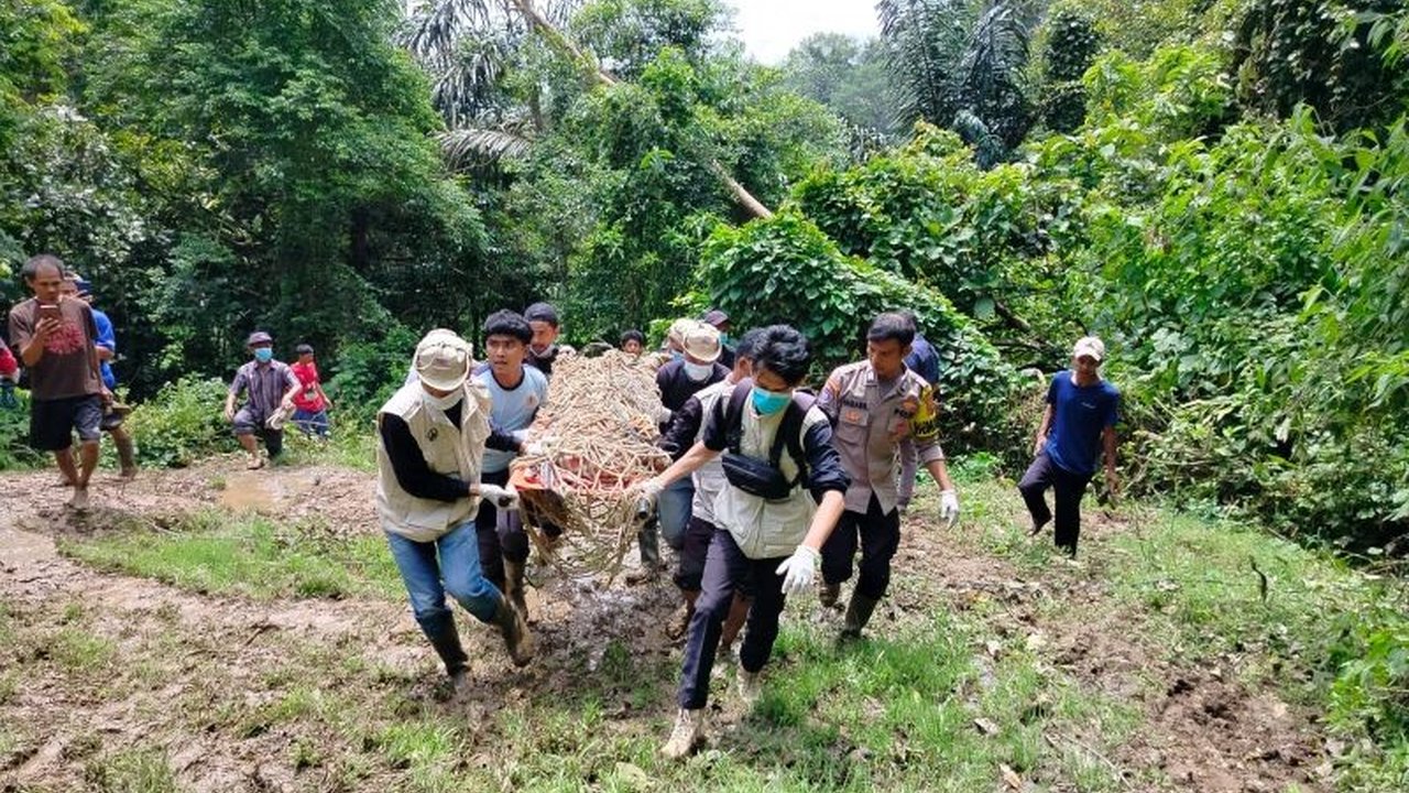 BKSDA Sumbar mengevakuasi harimau Sumatera cacat kaki dari Agam ke TMSBK Bukittinggi untuk observasi dan potensi menjadi indukan.