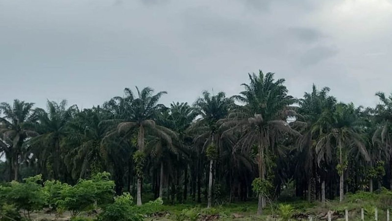 Ketua Asosiasi Agribisnis Indonesia tekankan pentingnya hilirisasi sebagai strategi tepat untuk pertumbuhan ekonomi dan ketahanan pangan nasional, khususnya melalui hilirisasi sawit.