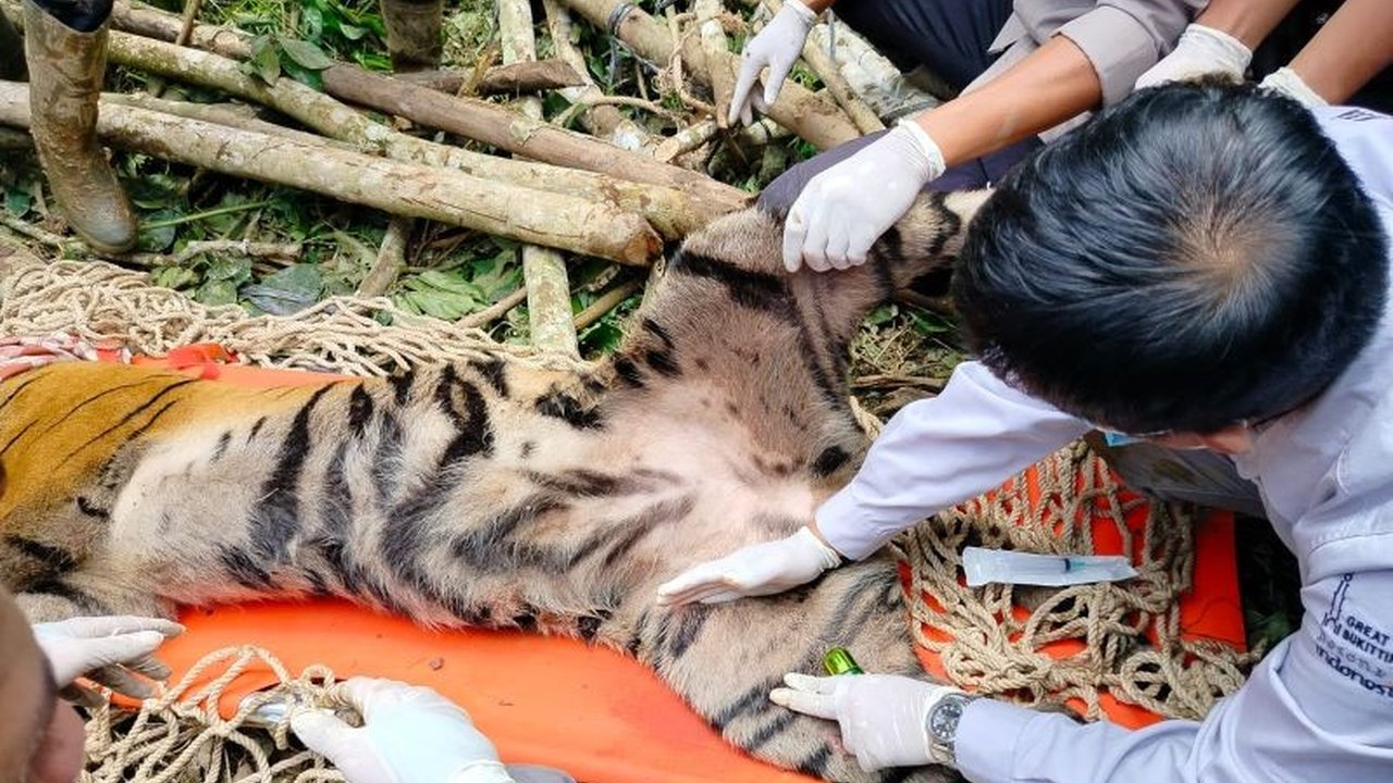 Seekor harimau sumatra betina berusia 3-4 tahun bernama Simauang berhasil ditangkap dalam kandang jebak di Agam, Sumatera Barat, setelah diduga memangsa kerbau warga.