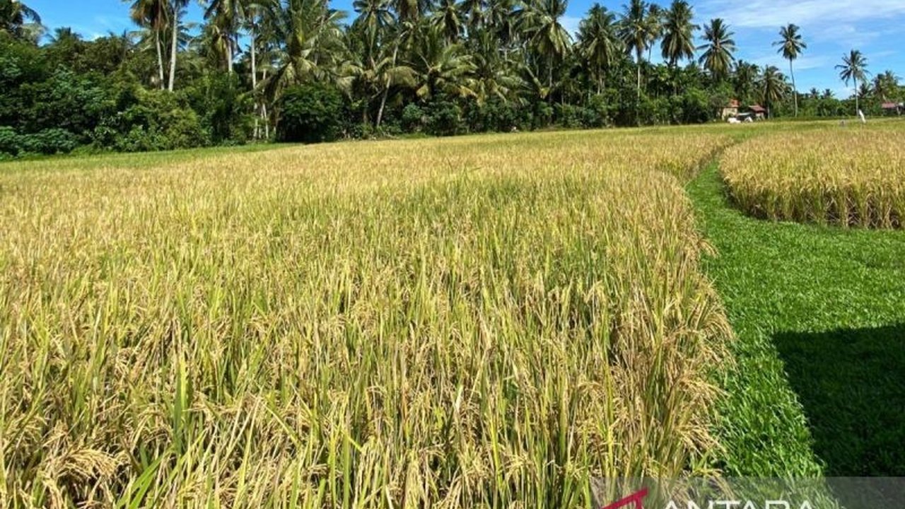Provinsi Bengkulu menyiapkan lahan seluas 2.000 hektare untuk program cetak sawah baru guna mendukung swasembada pangan dan meningkatkan produksi beras, dengan koordinasi intensif bersama pemerintah pusat.