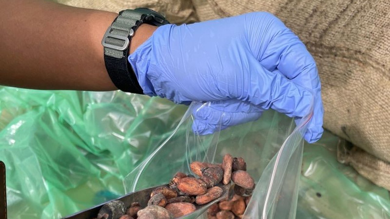 Karantina Kepri Periksa 200 Ton Biji Kakao Pantai Gading: Waspadai Hama Serangga!