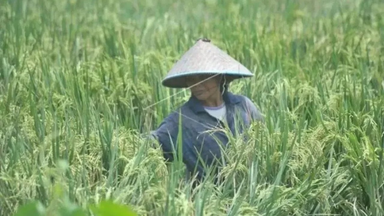 Banjir Sumsel Tak Pengaruhi Produksi Padi, Klaim DPTPH