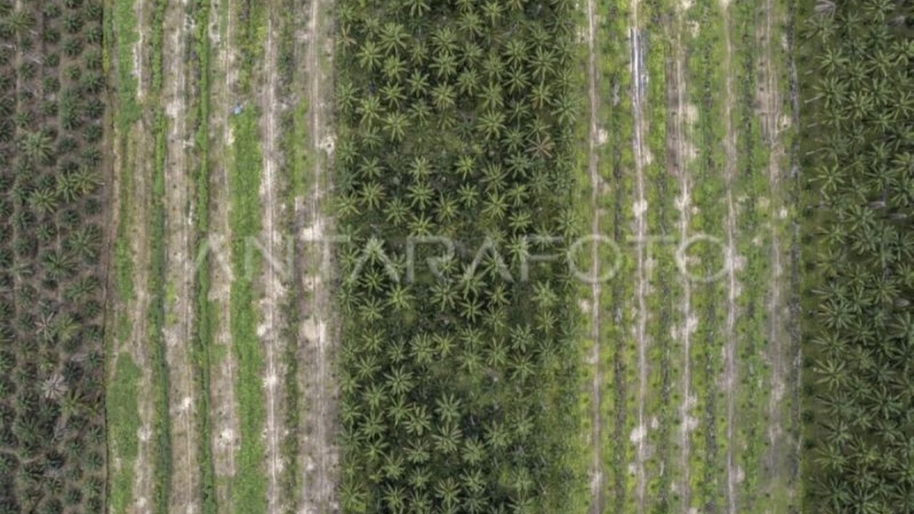 Gabungan Pengusaha Kelapa Sawit Indonesia (Gapki) Kalteng menyambut baik Tim Satgas Garuda yang menertibkan investasi sawit ilegal di kawasan hutan, demi terciptanya iklim usaha yang kondusif.