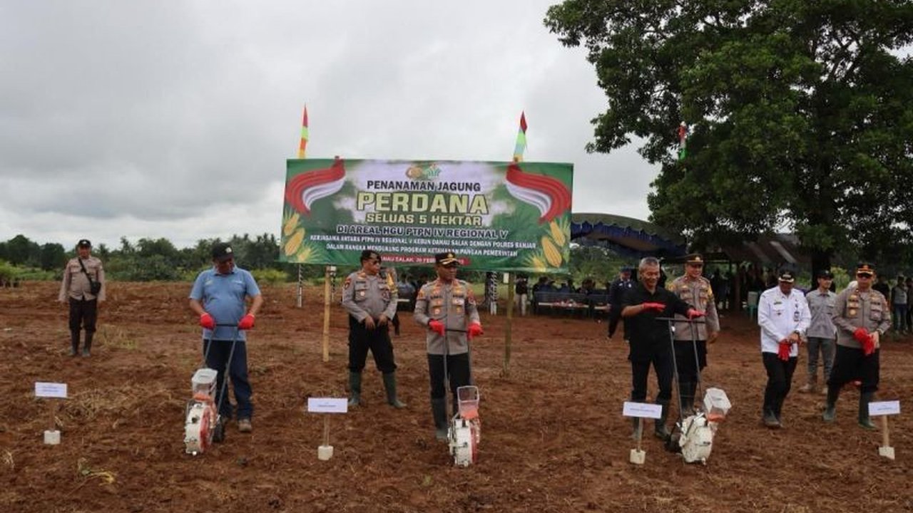PTPN IV PalmCo optimalkan lahan replanting sawit untuk tanam jagung guna mendukung ketahanan pangan nasional, menargetkan 3.000 hektar lahan pada tahun ini.