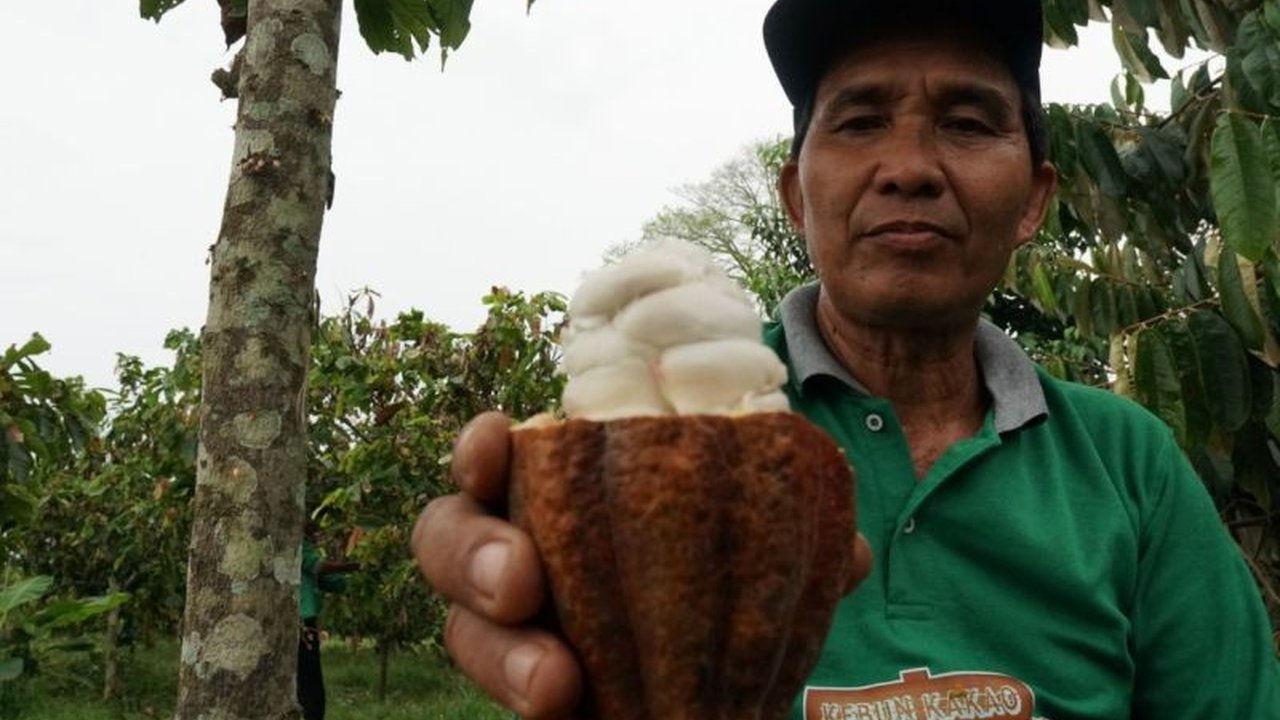Berau, Kalimantan Timur, menjadi contoh pengelolaan perhutanan sosial yang berhasil menyejahterakan petani kakao dan mencegah deforestasi melalui pemanfaatan hutan alam secara berkelanjutan.