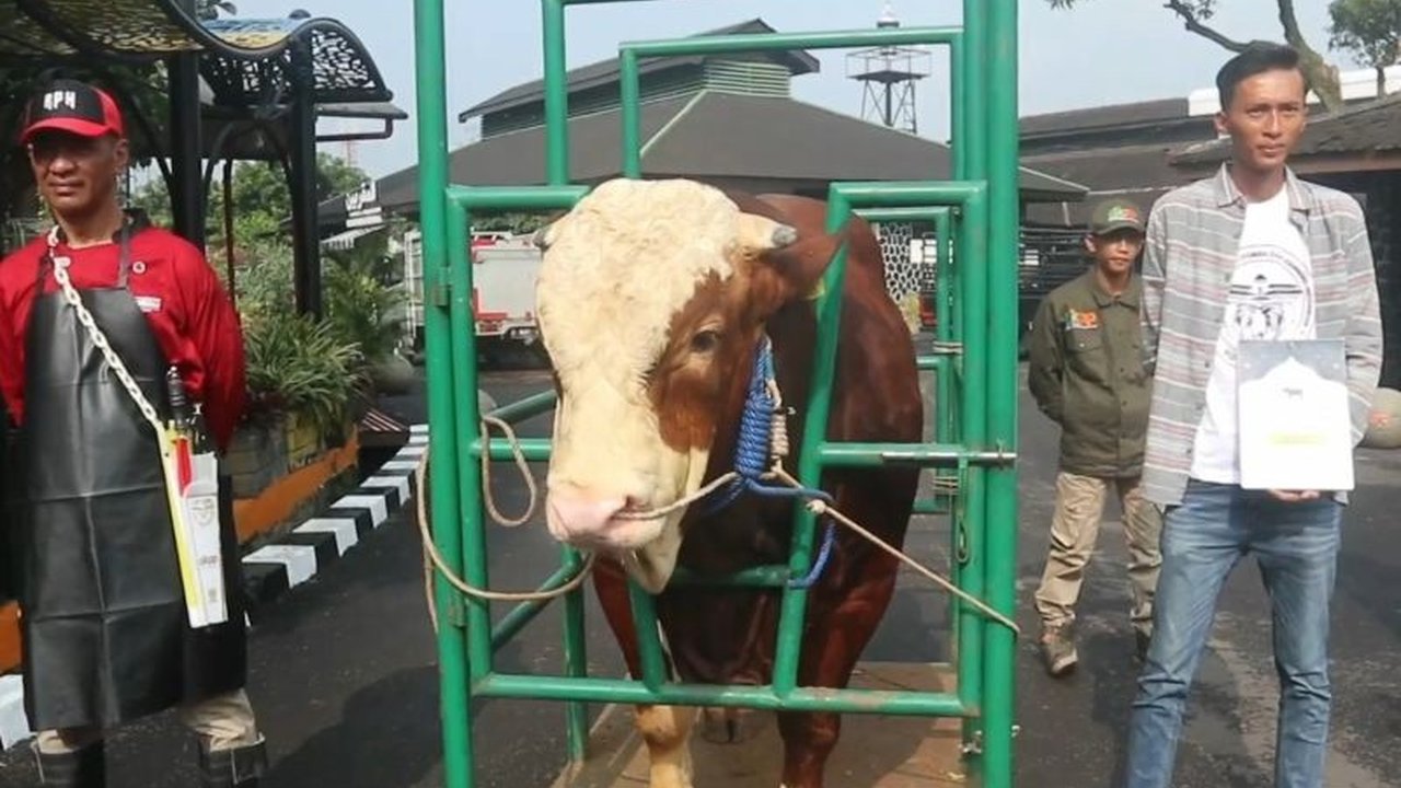 Lebih dari 1.290 sapi perah di Jawa Barat terinfeksi bakteri Brucella, penyebab brucellosis, menurut Dinas Ketahanan Pangan dan Peternakan (DKPP) Jabar;  penyakit ini terutama menyerang sapi perah di sentra produksi.