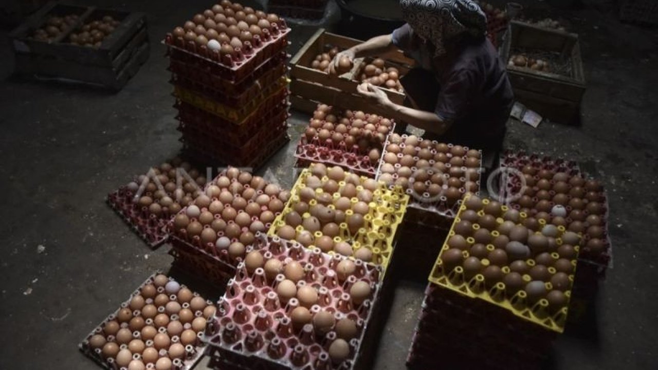 Pemerintah Kabupaten Kotawaringin Timur mendorong masyarakat untuk memulai usaha ayam petelur karena tingginya permintaan dan potensi keuntungan yang menjanjikan di tengah tingginya jumlah penduduk.