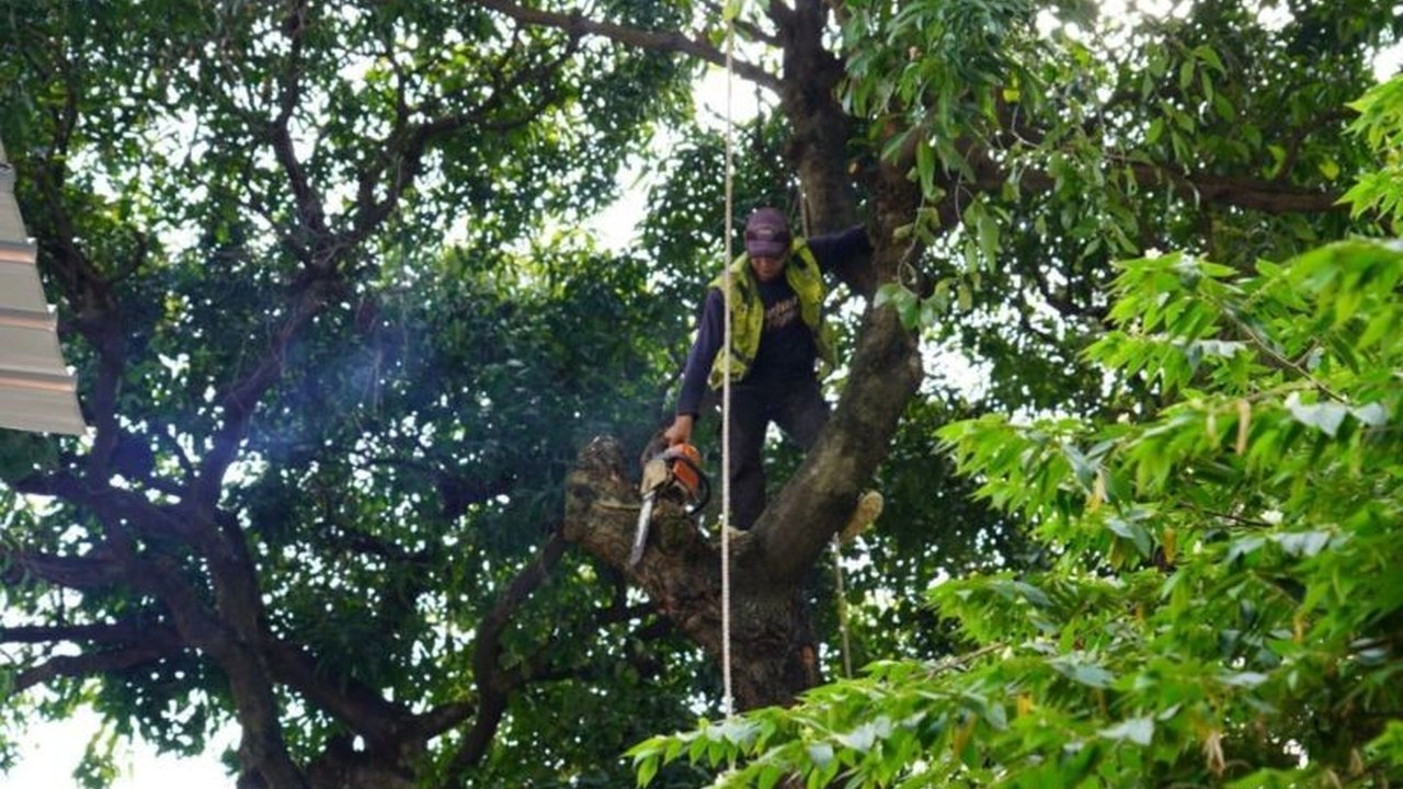 Pemangkasan 3.653 pohon di Jakarta Selatan dilakukan untuk mencegah pohon tumbang dan menjaga keamanan, dengan lokasi terbanyak di Pasar Minggu.