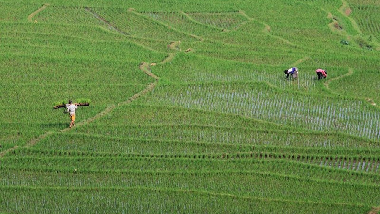 Swasembada Beras Indonesia: Belajar dari India dan Membangun Ekosistem Pertanian Padi yang Tangguh
