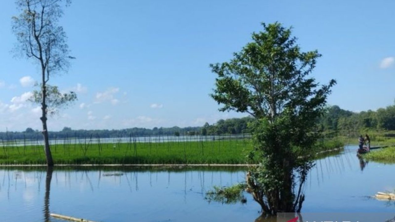 Tiga desa di Kecamatan Kelua, Kabupaten Tabalong, Kalimantan Selatan, menjadi percontohan pengembangan sistem padi apung untuk mengoptimalkan lahan lebak, dengan dukungan APBD dan Bank Indonesia.