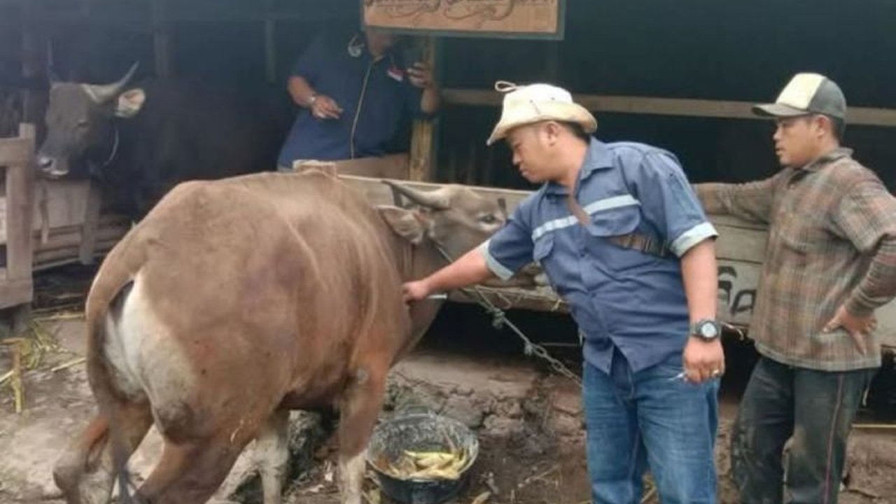 Dinas Pertanian dan Perikanan Rejang Lebong laporkan 25 sapi dan kerbau terjangkit PMK pada Januari-Februari 2025, Distankan intensifkan pemantauan dan imbau peternak waspada.