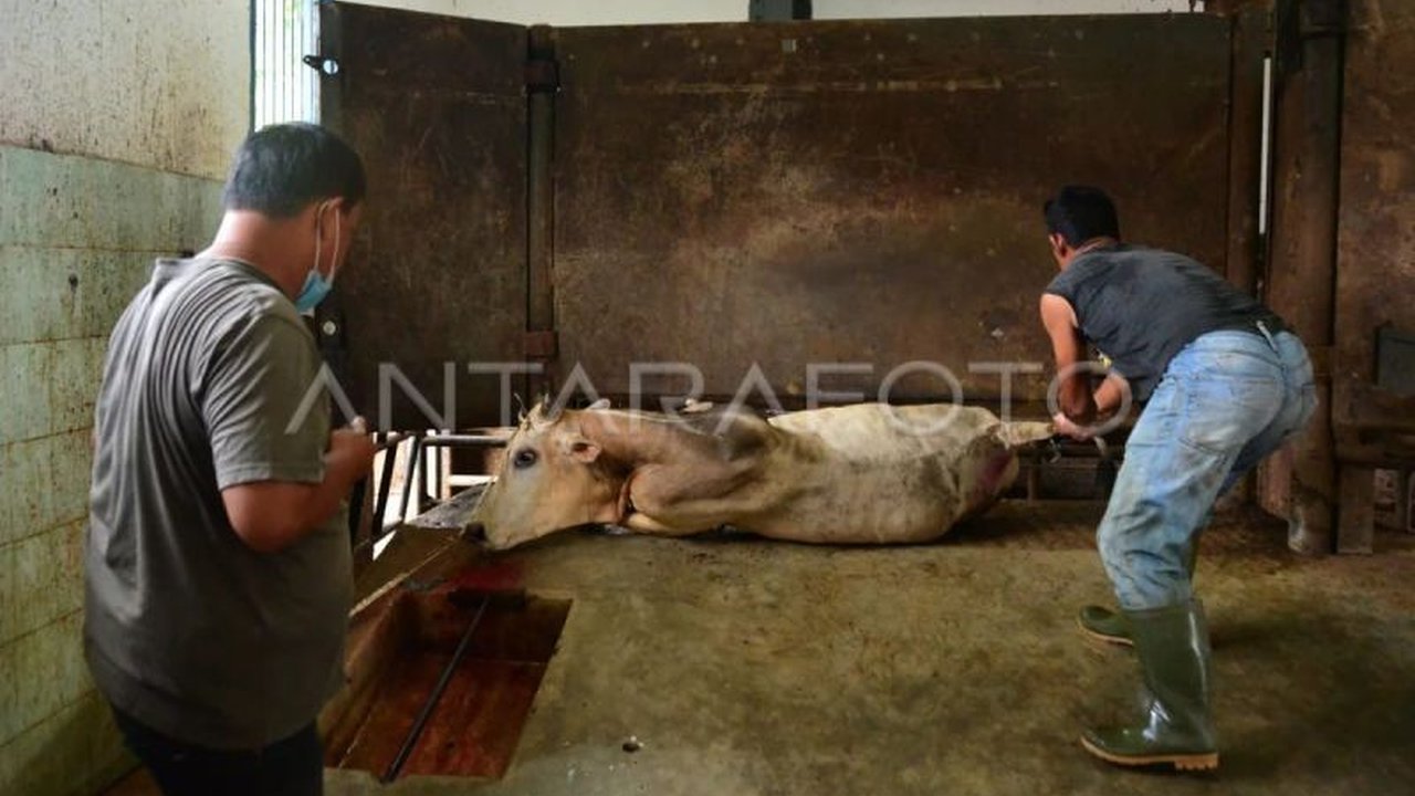 Pemerintah Aceh mendukung penuh upaya Majelis Permusyawaratan Ulama (MPU) Aceh dalam mensertifikasi halal seluruh Rumah Potong Hewan (RPH) di provinsi tersebut guna menjamin keamanan pangan dan kepatuhan terhadap syariat Islam.