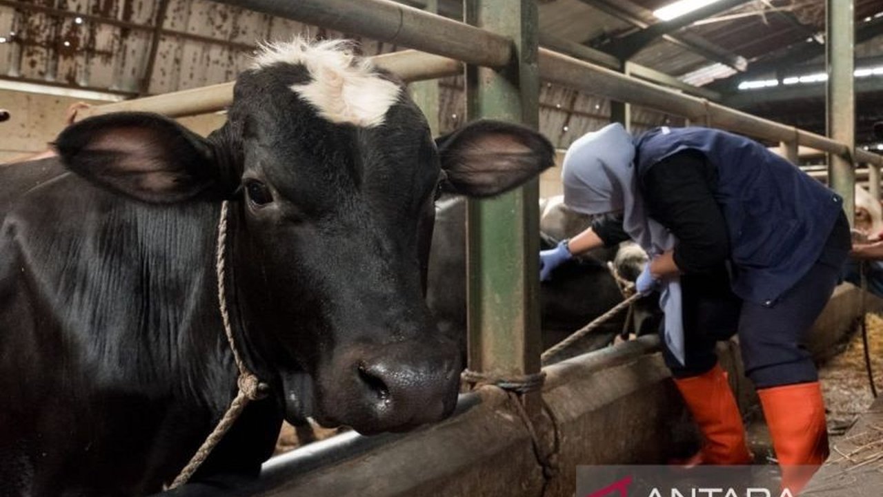 Dinas Ketahanan Pangan dan Peternakan (DKPP) Kota Bandung secara rutin mengawasi kesehatan hewan ternak untuk mencegah penyebaran bakteri brucella penyebab brucellosis, penyakit yang dapat menurunkan produktivitas ternak bahkan menyebabkan keguguran.