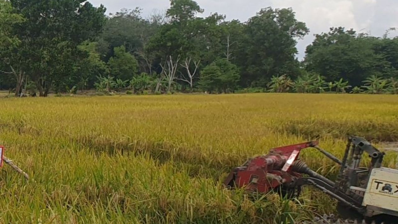 Dinas Pertanian Sumsel berhasil menambah luas baku sawah mencapai 48.880 hektare hingga 2025, meningkatkan total luas baku sawah menjadi 519.484 hektare dan mendukung swasembada pangan nasional.