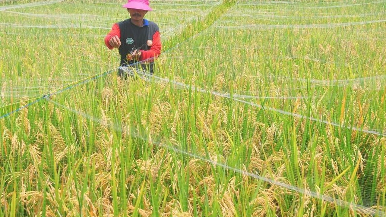 Jelang panen raya, peran Bulog dalam menjaga stabilitas pangan dan kesejahteraan petani kembali dipertanyakan; wacana mengembalikan Bulog sebagai lembaga otonom diharapkan mampu melindungi petani dari praktik tengkulak.