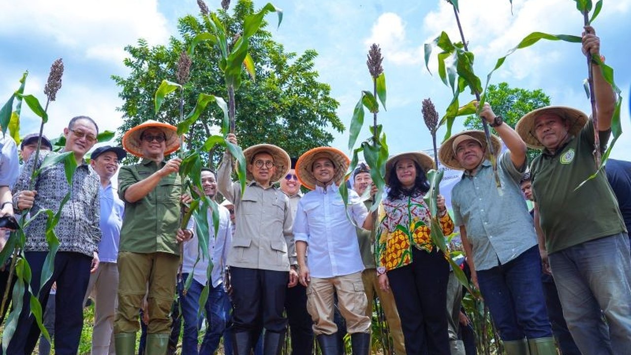 Sorghum: Tanaman Ajaib untuk Ketahanan Pangan Indonesia?