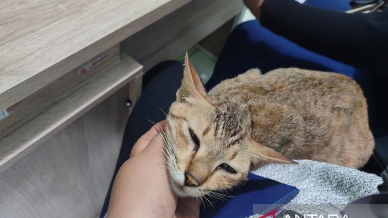 Pemerintah Kota Bengkulu mengimbau vaksinasi rabies untuk hewan peliharaan menyusul 400 kasus gigitan hewan peliharaan pada tahun 2024 dan berkomitmen bebas rabies pada 2030.