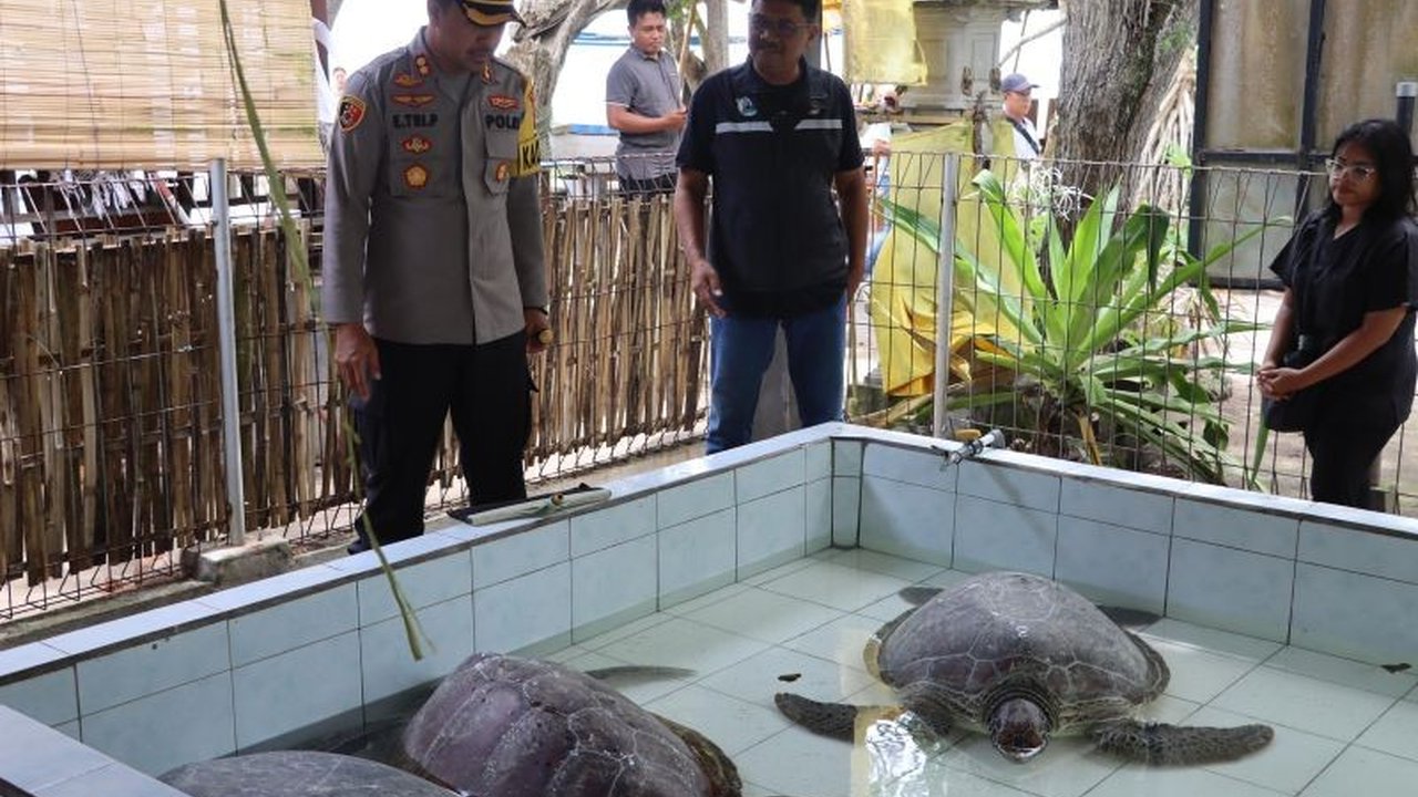 Polisi di Jembrana, Bali menggagalkan penyelundupan 5 penyu hijau dan menangkap pelaku yang kini masih dalam pengejaran,  menunjukkan maraknya perburuan satwa dilindungi di wilayah tersebut.