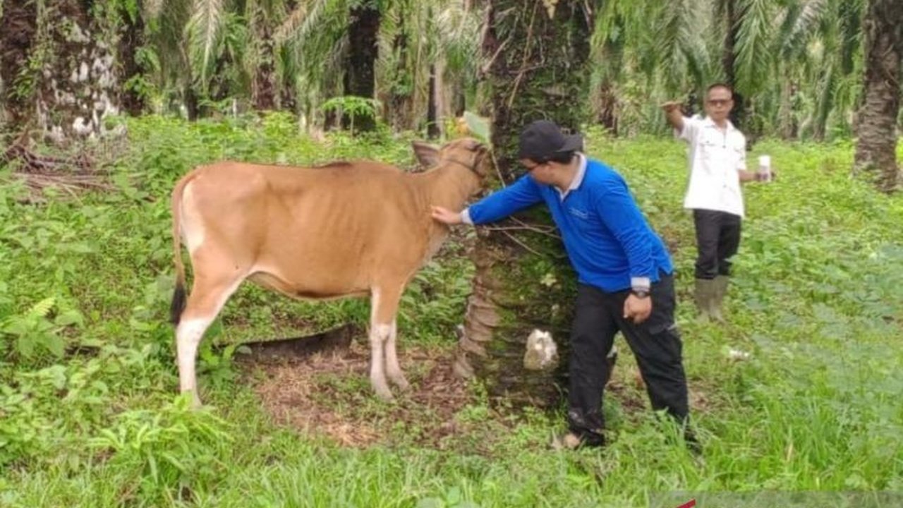 Kabupaten Mukomuko, Bengkulu, telah berhasil menyelesaikan vaksinasi PMK dengan 100 persen cakupan, menjangkau 2.100 hewan ternak berkat alokasi vaksin dari Kementerian Pertanian.
