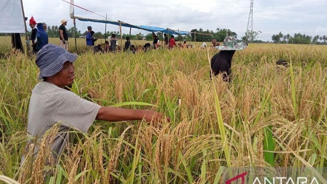 Katto Bokko, upacara adat panen di Maros, Sulawesi Selatan,  merupakan wujud syukur atas hasil panen dan perwujudan nilai gotong royong serta kearifan lokal yang masih lestari.