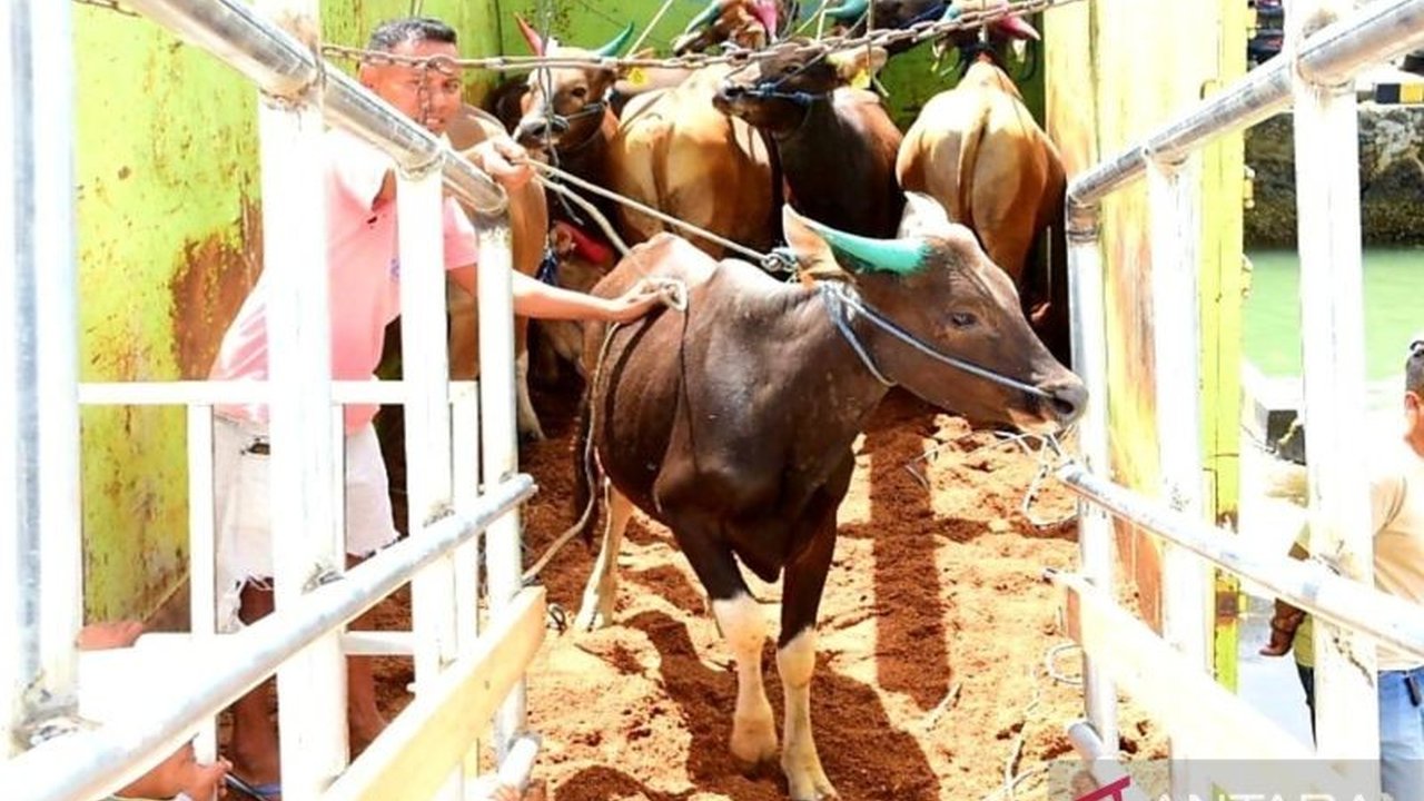 Gubernur Gorontalo melepas pengiriman 301 sapi ke Kalimantan melalui program tol laut, bertujuan meningkatkan perekonomian daerah dan memenuhi kebutuhan daging di Kalimantan, termasuk IKN.