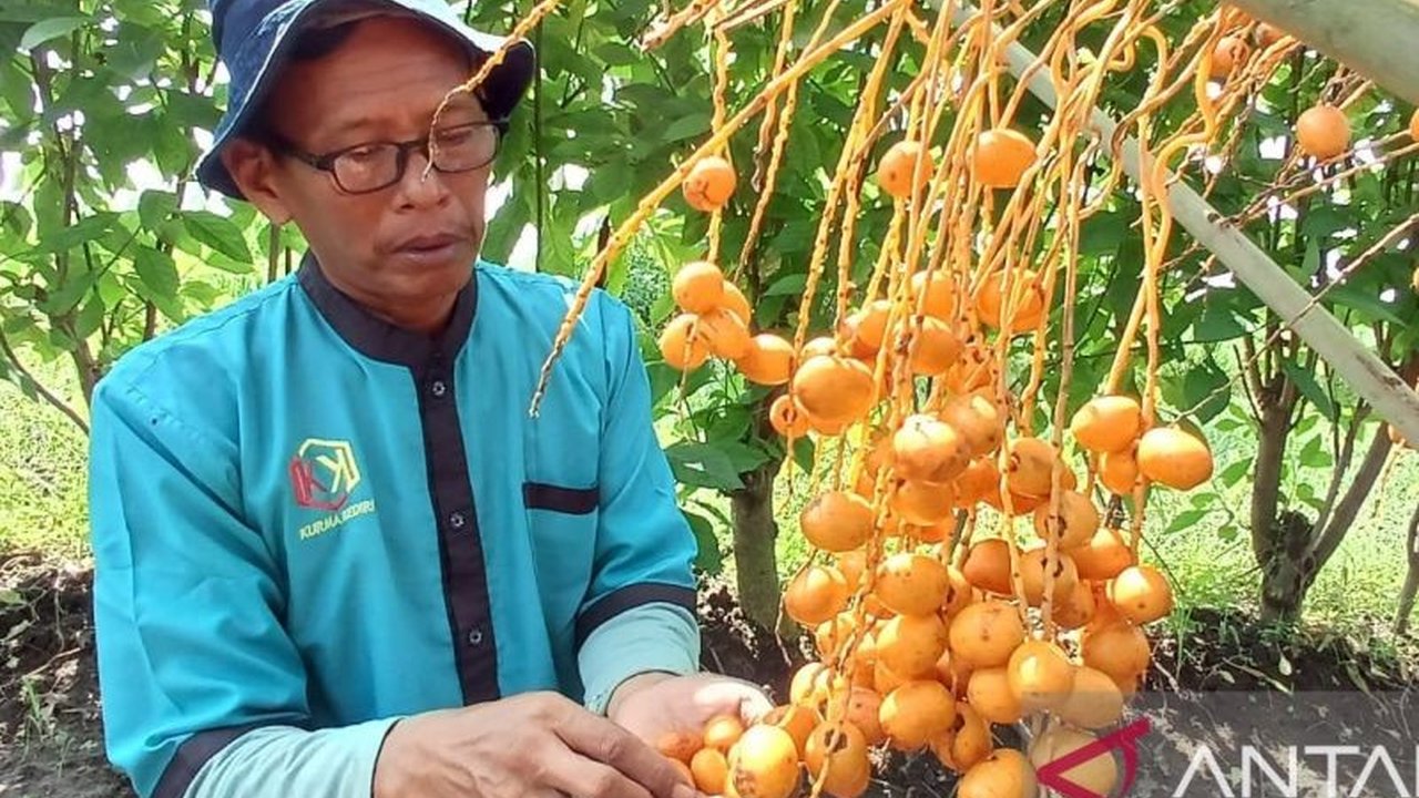 Warga Kediri tertarik budidaya kurma karena prospek penjualan bagus dan perawatan mudah, mirip dengan tanaman salak atau kelapa sawit.