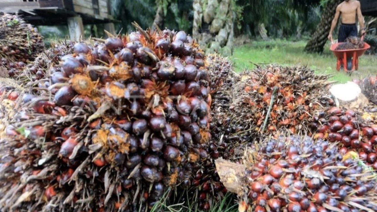 Penurunan drastis Dana Bagi Hasil (DBH) sawit di Kalimantan Tengah pada 2025 mengancam sektor pertanian sawit dan pembangunan infrastruktur, mendorong Gapki meminta solusi dari pemerintah pusat.