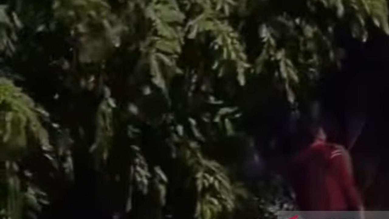 Pohon Tumbang di Kebon Jeruk Akibat Hujan Deras, Warga Berjibaku Memotong Dahan