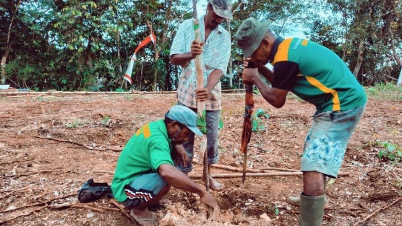 Satgas TMMD ke-123 Kodim 1708/BN bersama warga Kampung Kbusdori, Biak Numfor, Papua, sukses melakukan penyemprotan hama tanaman untuk meningkatkan hasil pertanian dan kesejahteraan masyarakat.