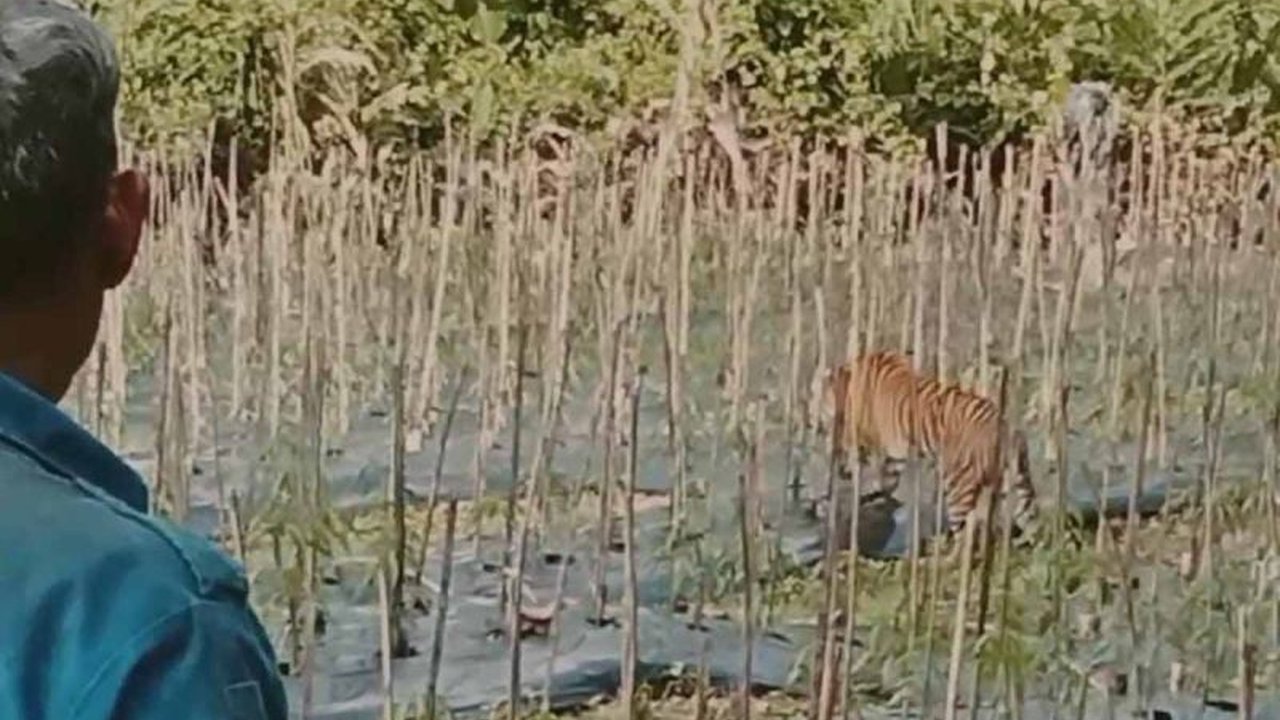 Seekor harimau sumatra terlihat berkeliaran di ladang warga Aceh Timur, membuat warga khawatir dan meminta BKSDA segera mengevakuasi satwa dilindungi tersebut.