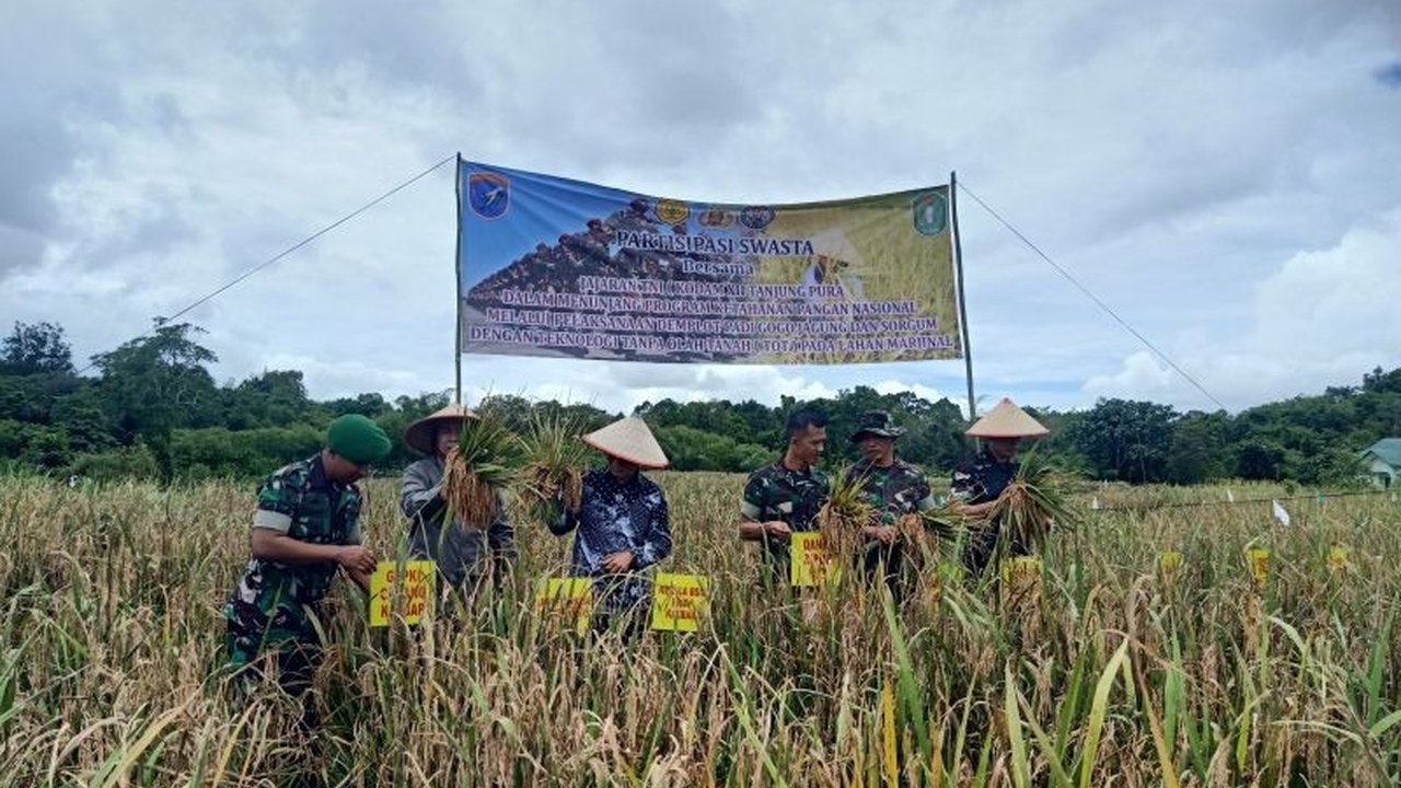 Kodam XII Tanjungpura berkolaborasi dengan pemerintah Bengkayang dan swasta panen padi dan sorgum di lahan Kompi B Yon Zipur, mendukung ketahanan pangan nasional.