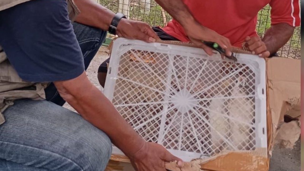 Balai Konservasi Sumber Daya Alam (BKSDA) Maluku berhasil mengamankan tiga satwa dilindungi, dua nuri kepala hitam Papua dan satu kakaktua Tanimbar, yang ditemukan di Pelabuhan Yos Sudarso Ambon.