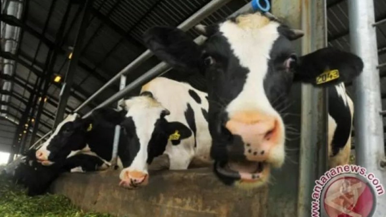 Budidaya Alfalfa Tropik: Solusi Tekan Impor Pakan Ternak di Indonesia?