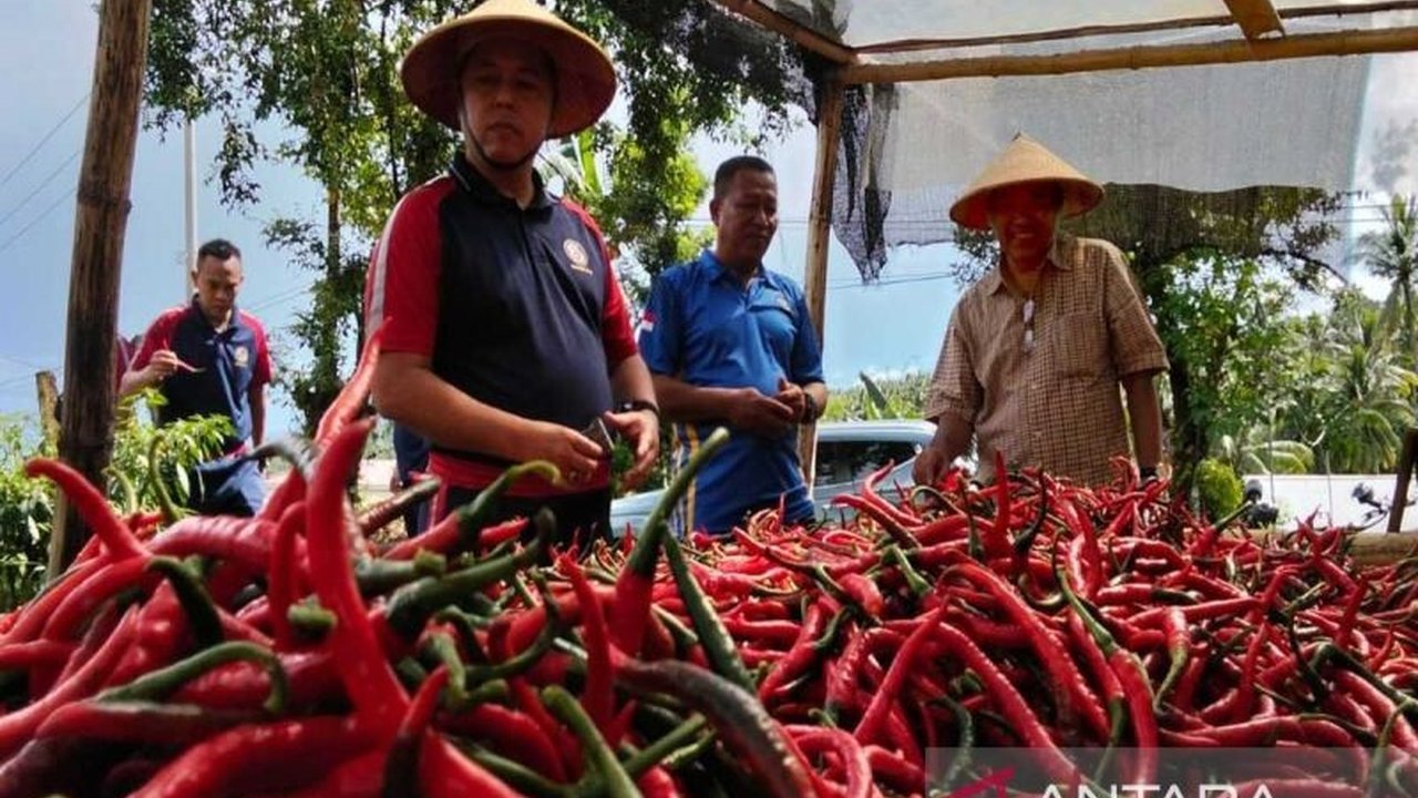 Badan Keamanan Laut (Bakamla) berhasil panen cabai di Minahasa, Sulawesi Utara, sebagai upaya mendukung ketahanan pangan nasional dan memberdayakan lahan kosong.