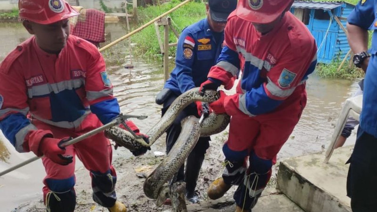 Damkartan Kota Jambi berhasil mengevakuasi ular piton sepanjang empat meter di area banjir Kelurahan Aur Kenali, Telanaipura,  mengingatkan warga akan bahaya hewan melata saat banjir.