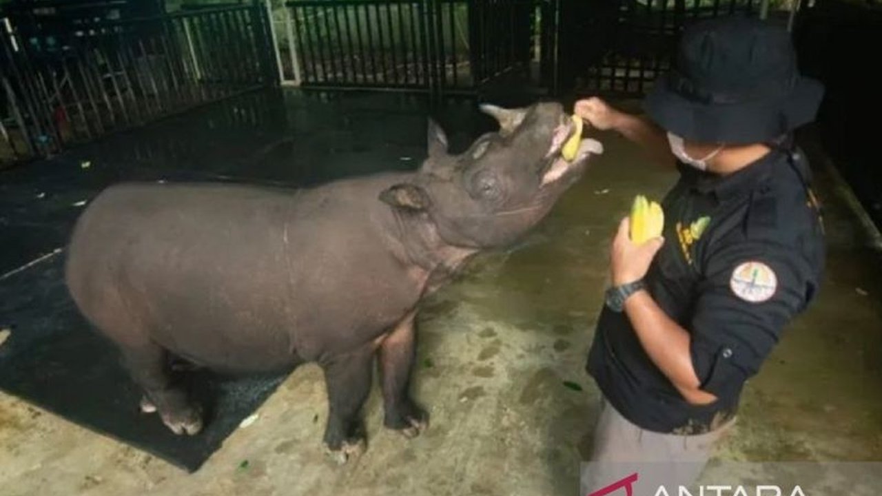 BKSDA Kaltim Optimalkan Perawatan Badak Pahu Terancam Punah